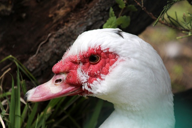 加拉塔萨雷客场3-0大胜阿贾克斯，奥斯梅恩帽子戏法